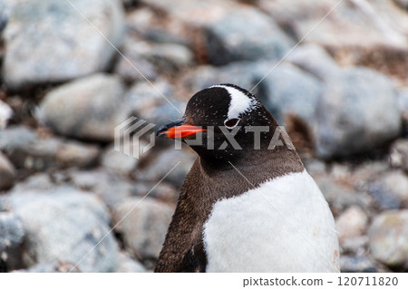 Gentoo Penguin colony on Cuverville island Gentoo Penguin colony on Cuverville island 120711820