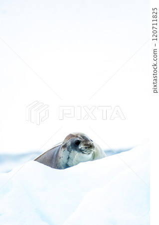 Close-up of a Weddell seal 120711825