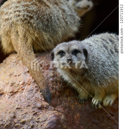 An adult meerkat walks outdoors, a pair of animals sitting 120711912