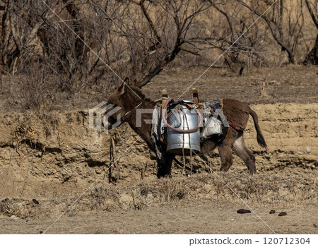 Dawn Trek of a Georgian Donkey Laden With Milk Cans Dawn Trek of a Georgian Donkey Laden With Milk Cans 120712304