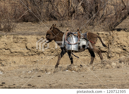 Majestic Donkey Galloping Through the Georgian Fields Majestic Donkey Galloping Through the Georgian Fields 120712305