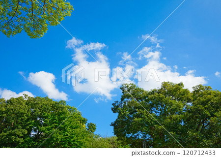 上野公園的樹木和藍天的白雲 上野公園的樹木和藍天的白雲 120712433