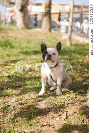 An Adorable French Bulldog is Sitting in a Beautiful Park on a Sunny Day surrounded by nature An Adorable French Bulldog is Sitting in a Beautiful Park on a Sunny Day surrounded by nature 120712529