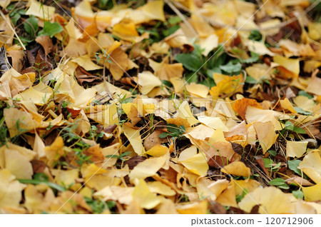 Autumn Ginkgo Ginkgo 120712906