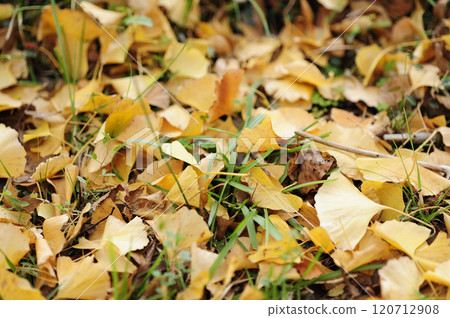 Autumn Ginkgo Ginkgo 120712908
