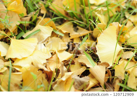 Autumn Ginkgo Ginkgo 120712909