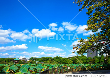 Lotus Pond of Shinobazu Pond in Ueno, Japan - Red Lotus 120712989