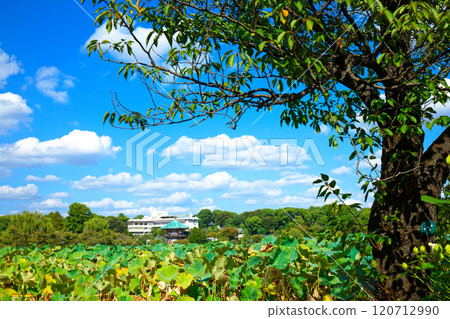 Lotus pond and Benten-do temple at Shinobazu Pond in Ueno 120712990