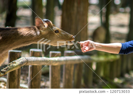 Tourist feeding deer crackers called Shika senbei to deer in Nara park in Nara, Japan Tourist feeding deer crackers called Shika senbei to deer in Nara park in Nara, Japan 120713033