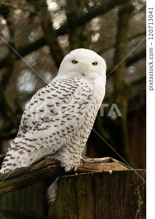 portrait of a beautiful snow owl (Bubo scandiacus) 120713041
