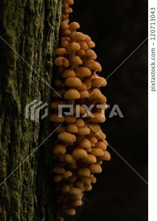 Golden Needle or winter mushrooms - Flammulina velutipes. on black background Golden Needle or winter mushrooms - Flammulina velutipes. on black background 120713043