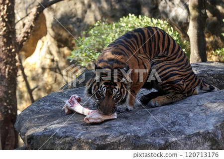 Sumatran tiger biting into a bone Sumatran tiger biting into a bone 120713176