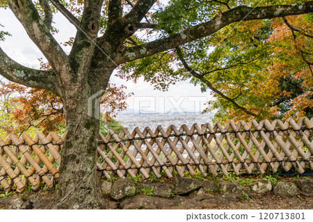 The beauty of the bamboo fences inside Hikone Castle The beauty of the bamboo fences inside Hikone Castle 120713801