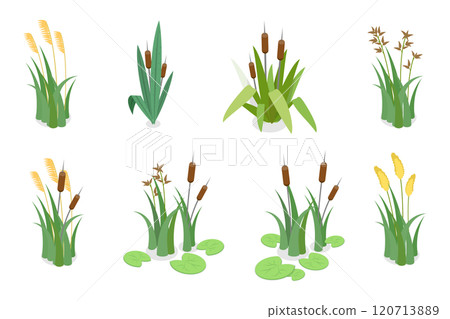 3D Isometric Flat  Set of Lake Aquatic Plants, Marsh Reed 120713889