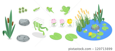 3D Isometric Flat  Set of Cartoon Frogs, Toad Life Cycle 120713899