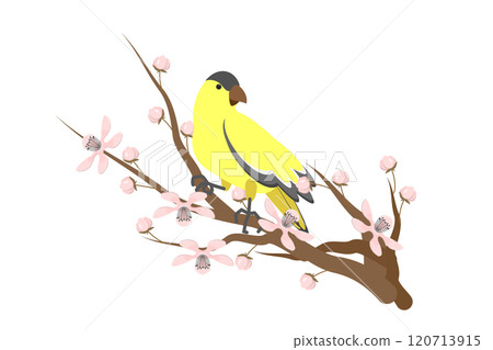 3D Isometric Flat  Illustration of Blossoming Sakura, Goldfinch Bird 120713915