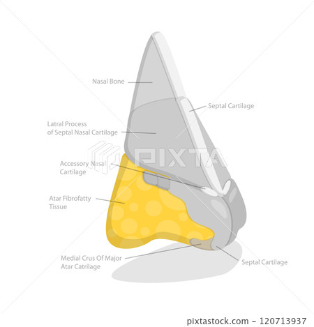 3D Isometric Flat  Illustration of Nasal Anatomy, Anatomy Outline Diagram 120713937