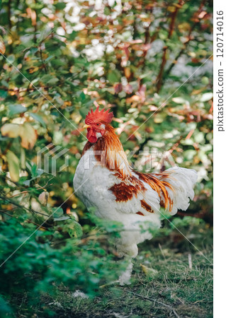 Vertical photo. Angry aggressive white and brown rooster defends territory. Farm animals. Rooster in attack pose posing showing his power in farm yard. Poultry farming, modern agriculture. 120714016