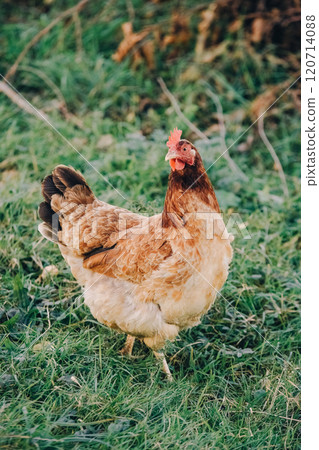 Vertical photo. Growing chickens, adult chicken in natural habitat on farm. Chicken on grass and looks at camera. Poultry farming, modern agriculture. Production and cultivation of natural products.  120714088