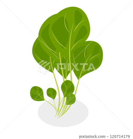 3D Isometric Flat  Set of Salad Greens. Item 1 120714179