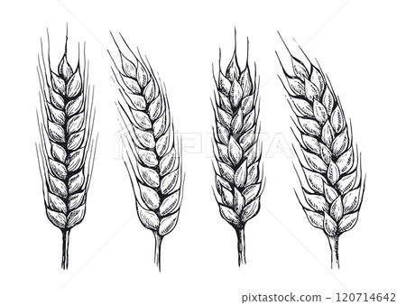 wheat, sketch, vector 120714642