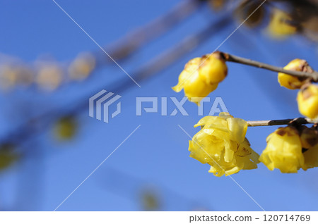 紅寶石花告訴春天 紅寶石花告訴春天 120714769