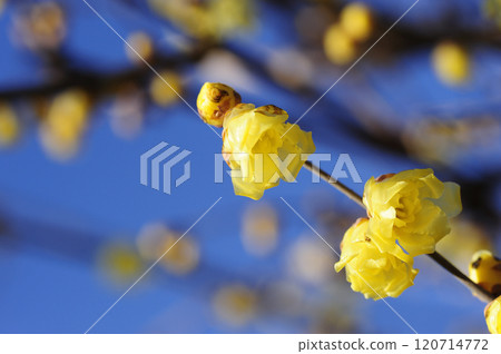 Ruby flowers telling the spring Ruby flowers telling the spring 120714772