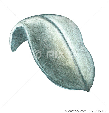 The green leaf of the plant. A hand-drawn watercolor illustration. Highlight it. An element for the design of packaging, postcards and labels. For decor, flyers and posters and more. The green leaf of the plant. A hand-drawn watercolor illustration. Highlight it. An element for the design of packaging, postcards and labels. For decor, flyers and posters and more. 120715005