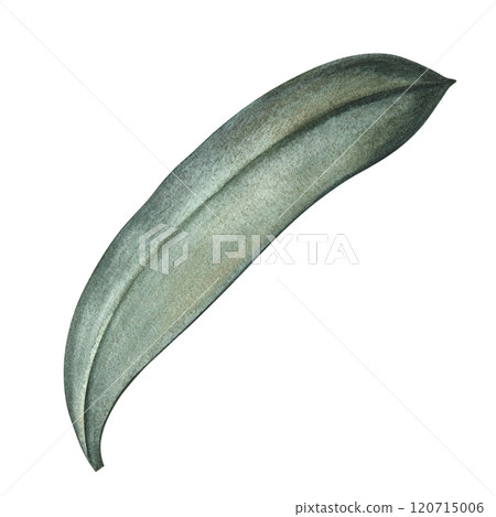 The green leaf of the plant. A hand-drawn watercolor illustration. Highlight it. An element for the design of packaging, postcards and labels. For banners, flyers, flyers and posters and more. The green leaf of the plant. A hand-drawn watercolor illustration. Highlight it. An element for the design of packaging, postcards and labels. For banners, flyers, flyers and posters and more. 120715006