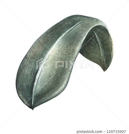 The green leaf of the plant. A hand-drawn watercolor illustration. Highlight it. An element for the design of packaging, postcards and labels. For banners, flyers, flyers and posters. The green leaf of the plant. A hand-drawn watercolor illustration. Highlight it. An element for the design of packaging, postcards and labels. For banners, flyers, flyers and posters. 120715007