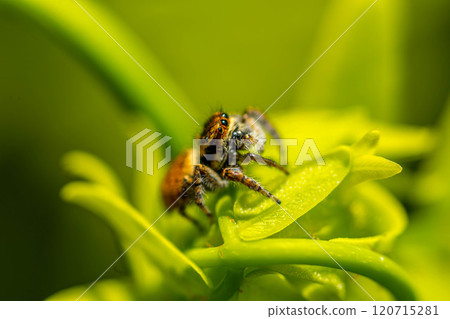 Small World ~ Jumping Spider ~ Small World ~ Jumping Spider ~ 120715281