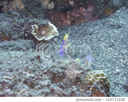 blue bearded moray eel blue bearded moray eel 120715288
