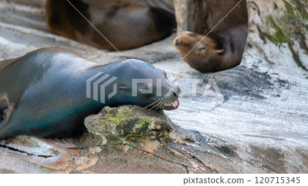 Seal to take a nap 120715345