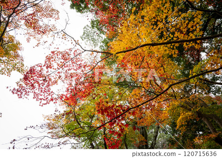 Bright autumn leaves 120715636