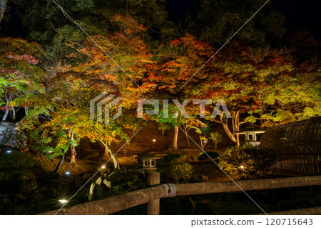 明亮的秋葉照明 120715643