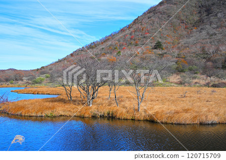 Kakumanbuchi 深秋的葉子,草楓,從長廊看 Kakumanbuchi 深秋的葉子,草楓,從長廊看 120715709
