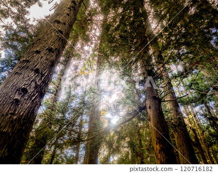 The sun seen from within the cedar forest The sun seen from within the cedar forest 120716182