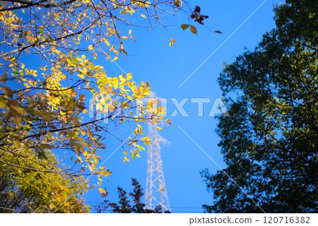 Autumn leaves of cherry blossoms and a steel tower - Harmony of the autumn sky 120716382