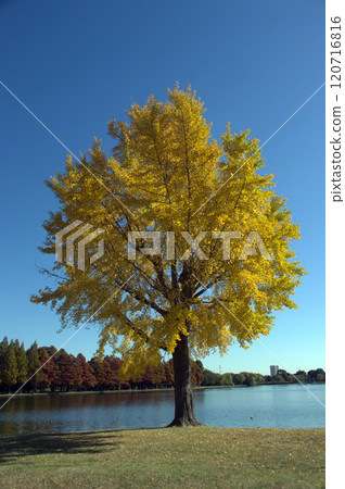 Ginkgo tree 120716816