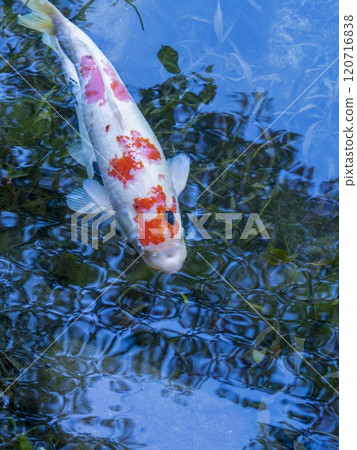 Colorful Nishikigoi carp swimming gracefully in a pond with sparkling water Colorful Nishikigoi carp swimming gracefully in a pond with sparkling water 120716838