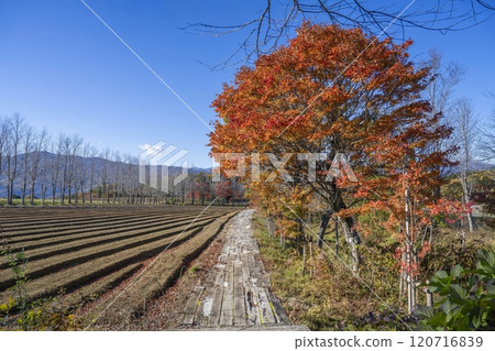Colorful maple leaves against a blue sky Colorful maple leaves against a blue sky 120716839