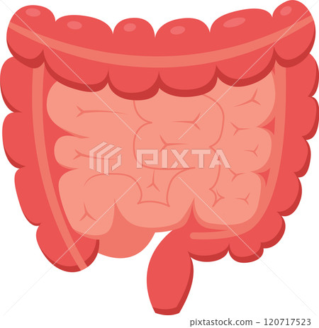 Medical illustration representing human intestines, highlighting colon and appendix, useful for educational and healthcare related projects Medical illustration representing human intestines, highlighting colon and appendix, useful for educational and healthcare related projects 120717523