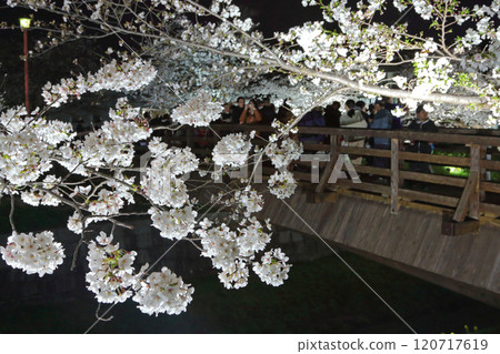 夜晚的山崎川櫻花被燈光照亮 夜晚的山崎川櫻花被燈光照亮 120717619