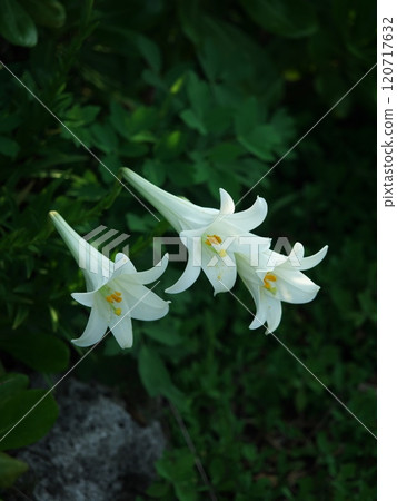 沖繩縣恩納村真榮田岬海濱長廊盛開的百合花 120717632