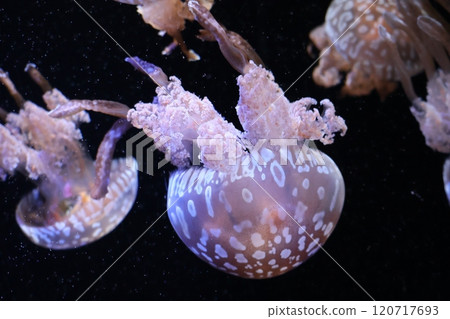 有章魚水母的水族館的風景 120717693