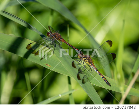 Nosimetombo Nosimetombo 120717848