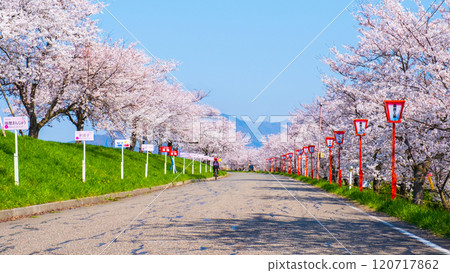 Okawazu Canal Cherry Blossom Tree Line Okawazu Canal Cherry Blossom Tree Line 120717862