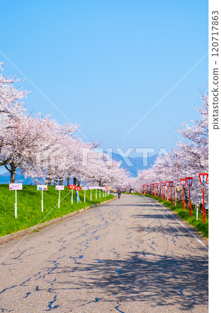Okawazu Canal Cherry Blossom Tree Line Okawazu Canal Cherry Blossom Tree Line 120717863