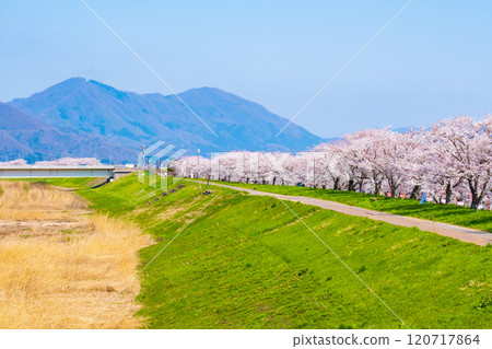 大川津分水嶺櫻花樹 大川津分水嶺櫻花樹 120717864