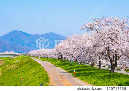 Okawazu Canal Cherry Blossom Tree Line 120717866